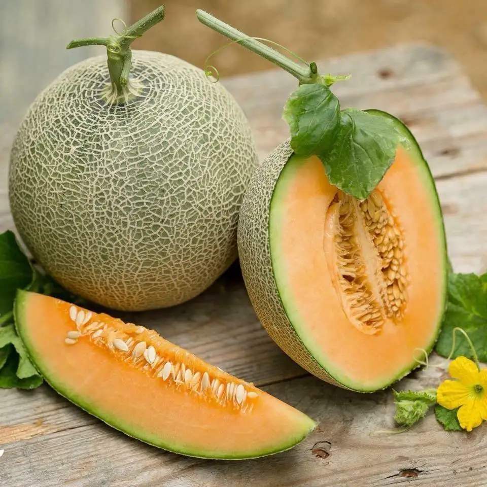 HOT HOT HOT Organic Cantaloupe Fruit Melon High standard green farm good price in bulk