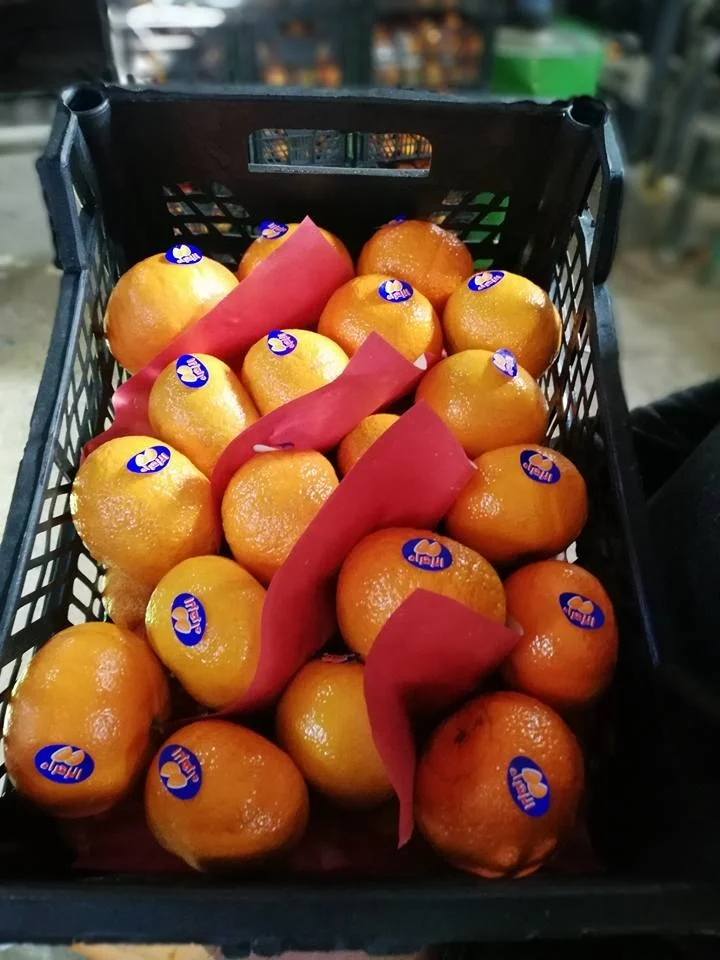 Fresh Mandarin Oranges ready to ship worldwide , Lemon and Valencia oranges from Egypt season 2023