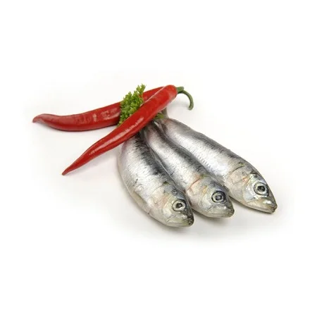 Fresh Sardine Fish pacific 300-500 W/R Frozen Fresh Sardine Fish in 10kg box