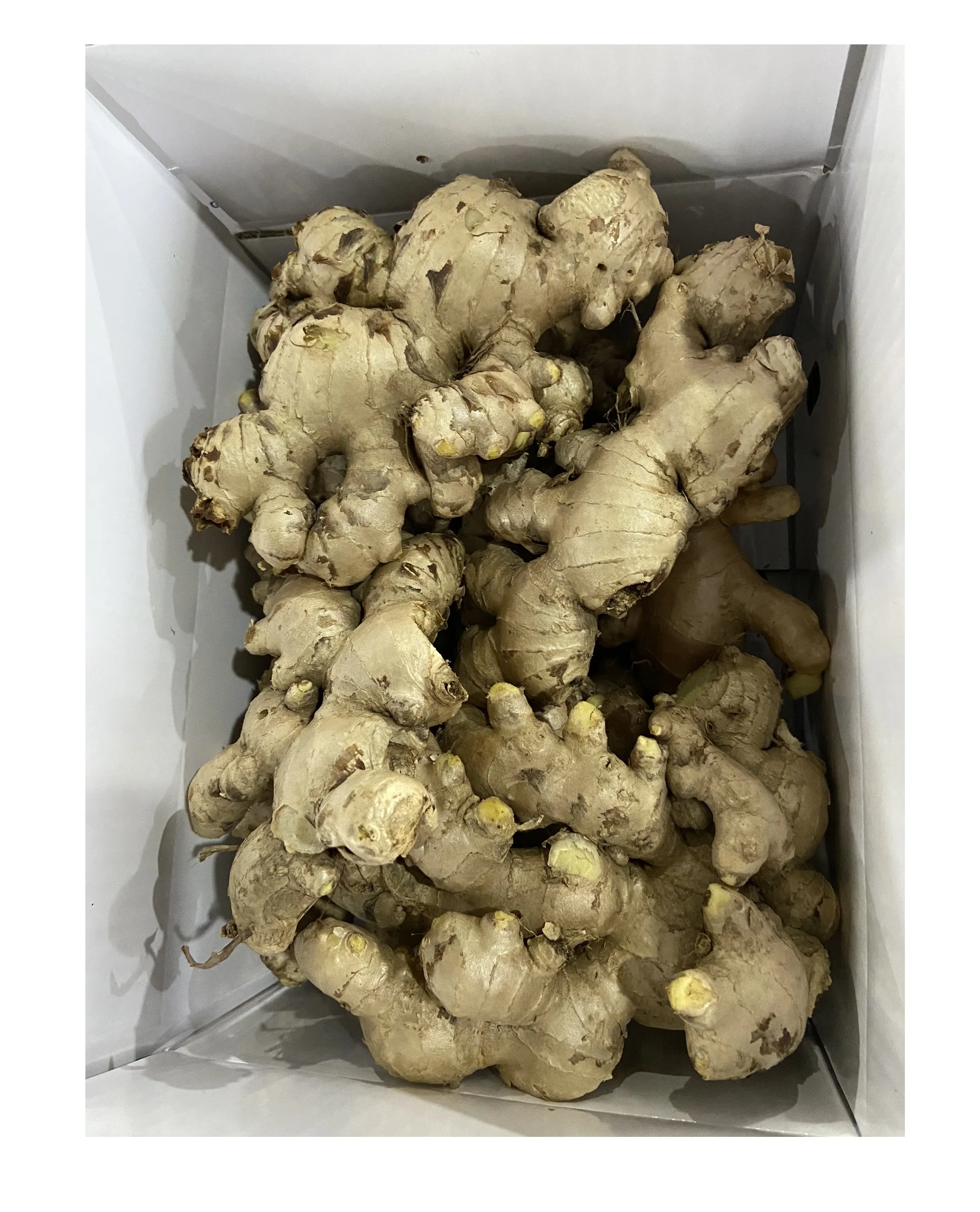 Top Supplier Vietnam Fresh Ginger Size 100g-150g For Export In Bulk/ Giinger Natural New Crop