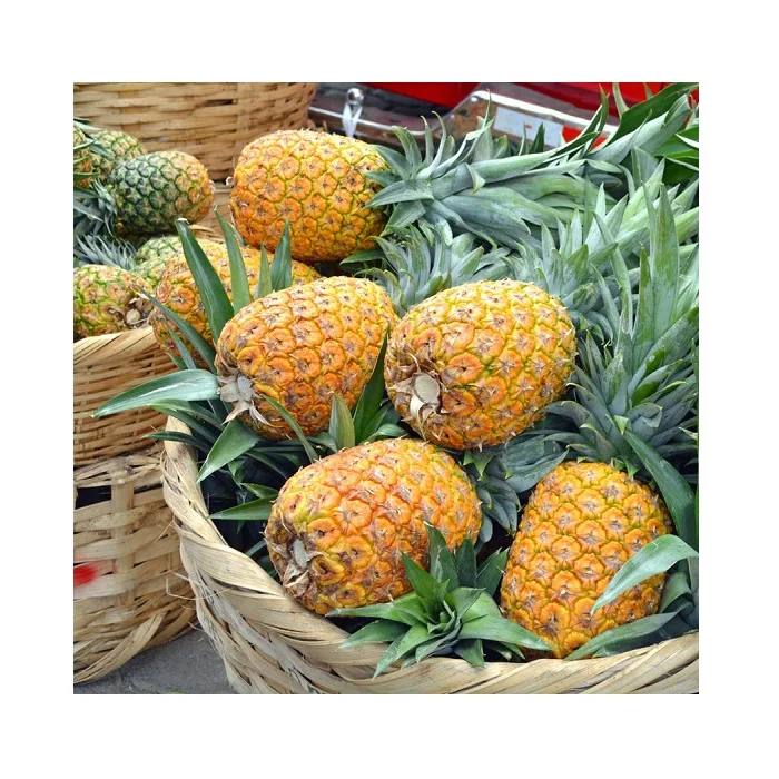 fresh pineapple specification fresh pineapple buyers pineapple fruit