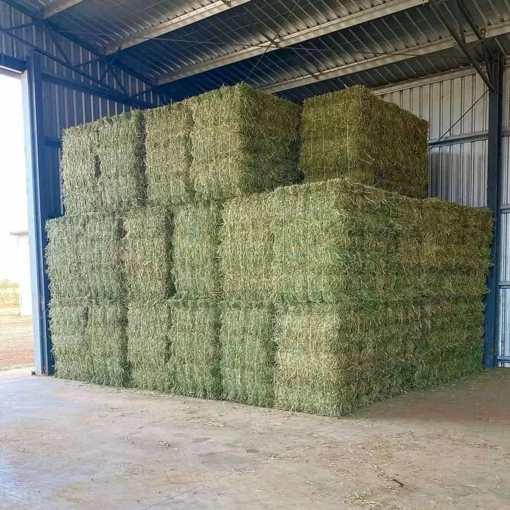 Hot Selling Alfalfa,Hay For Animal Feed At Wholesale Price Alfalfa Hay