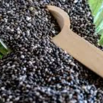 Agriculture Products Cane Raw Materials Tonkin Bamboo Flower Time Good Color Plant Feature Fiber Natural Origin Hard Certificate