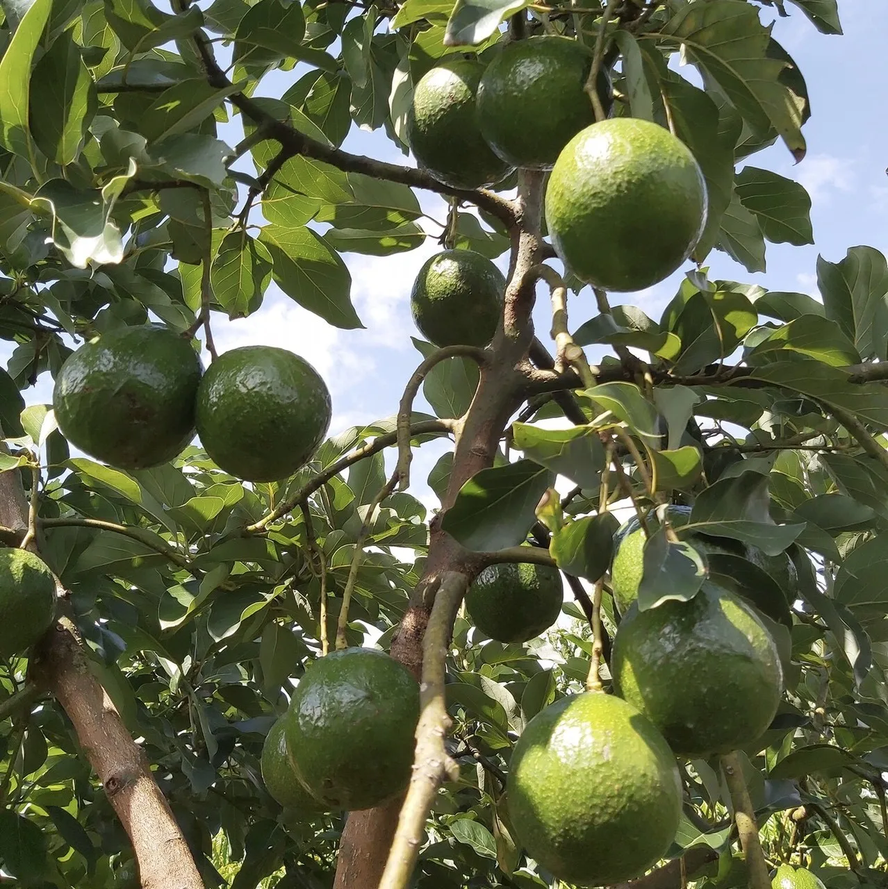 Высококачественный свежий авокадо от золотого вьетнамского поставщика фруктов и овощей