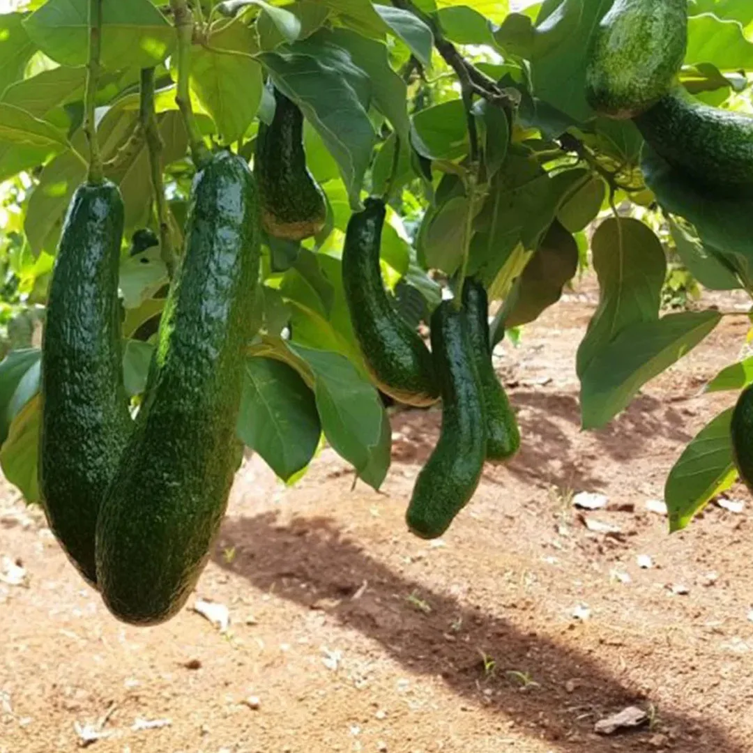 FRESH AVOCADO Green Tropical Fruit With High Quality And BEST Price 2023 Export Standard Fresh Avocado For Multiple Purposes
