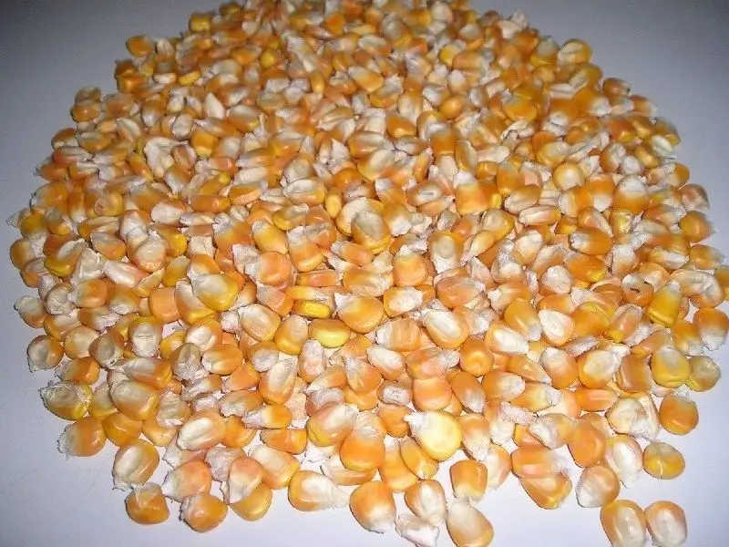 yellow maize1.jpg