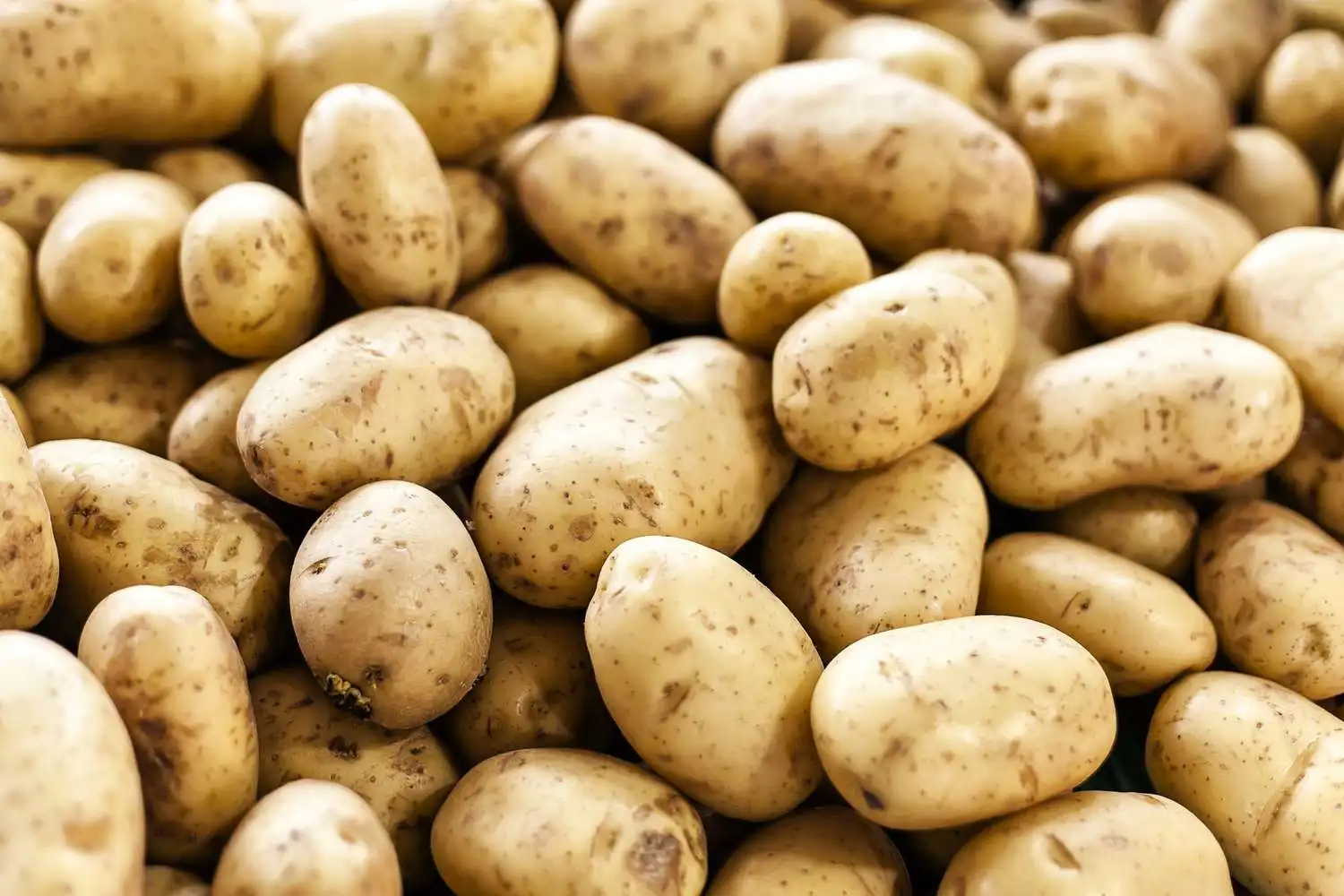 Wholesale Fresh Potatoes Organic  Potatoes 100% High Quality Export Oriented Low Price Golden Yellow Potatoes from pakistan