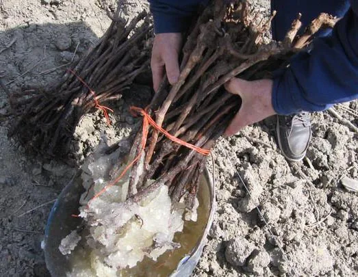 High quality sap super absorbent polymer powder acrylic acid polymer super absorbent polymer