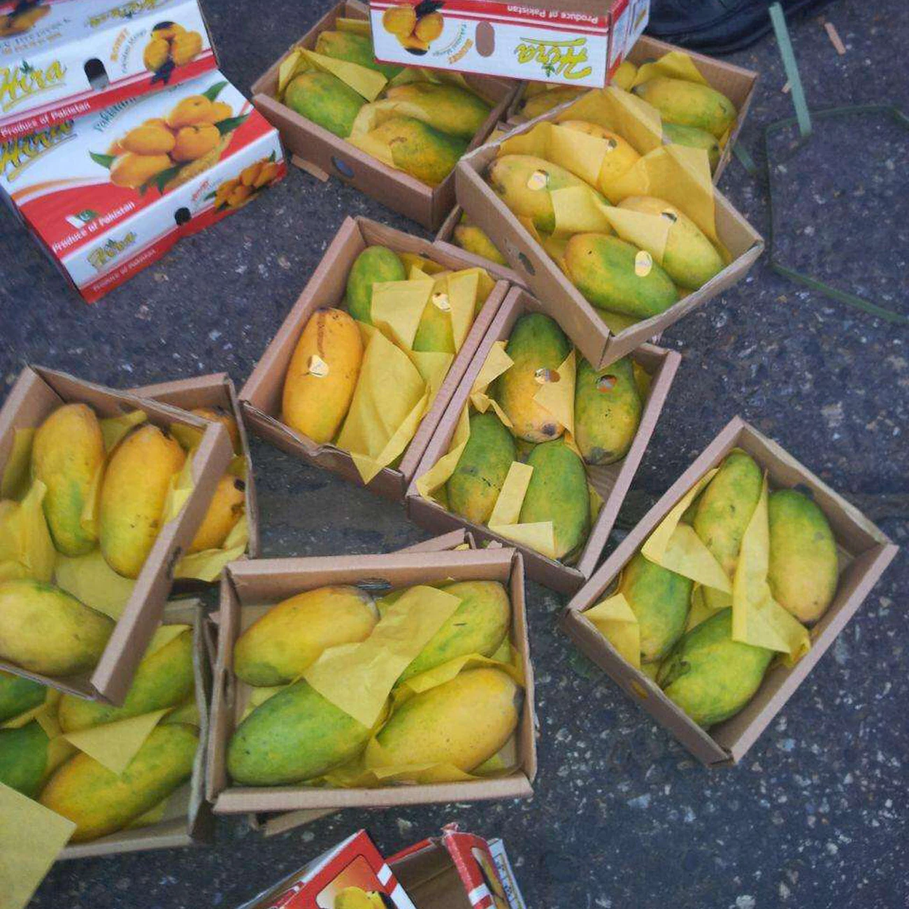 Fresh Mango Fruit Ready To Export Chaunsa Sindhri Mangoes from Pakistan