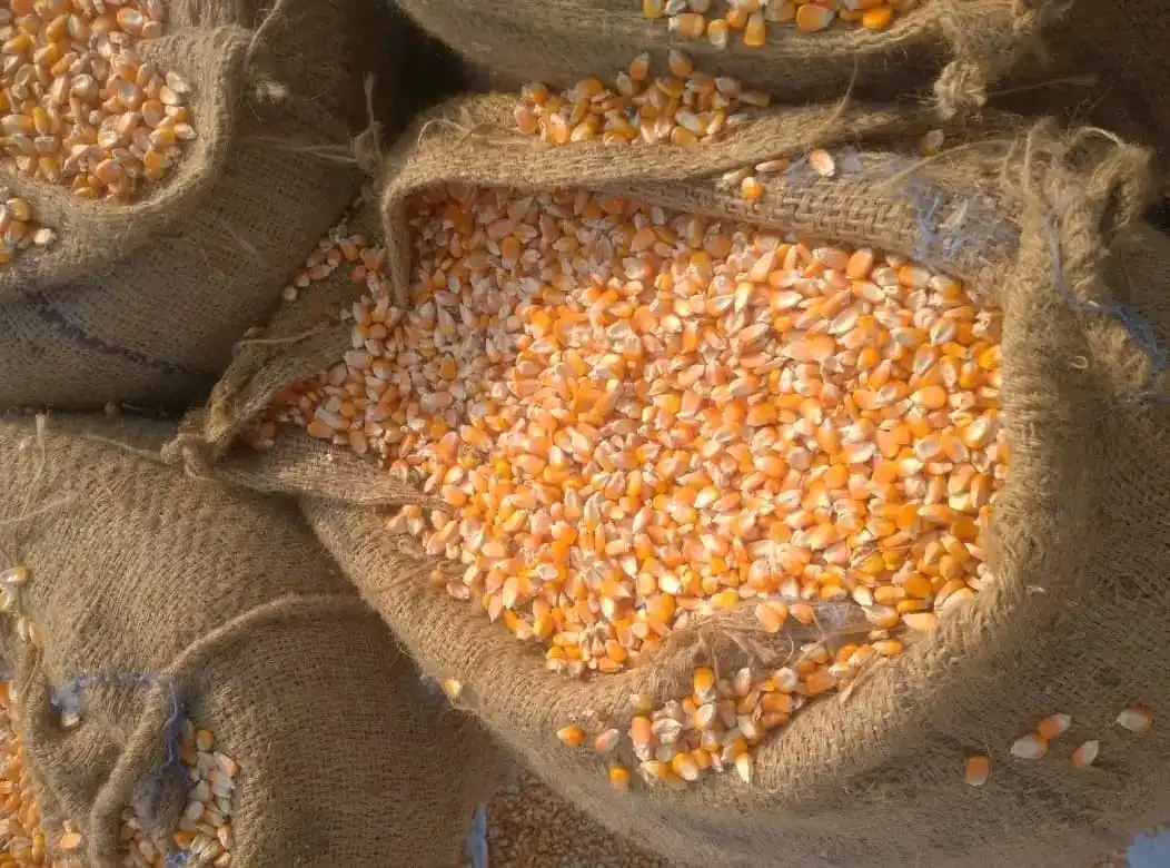 Import Yellow Maize Corn for Human  Consumption at wholesale Prices