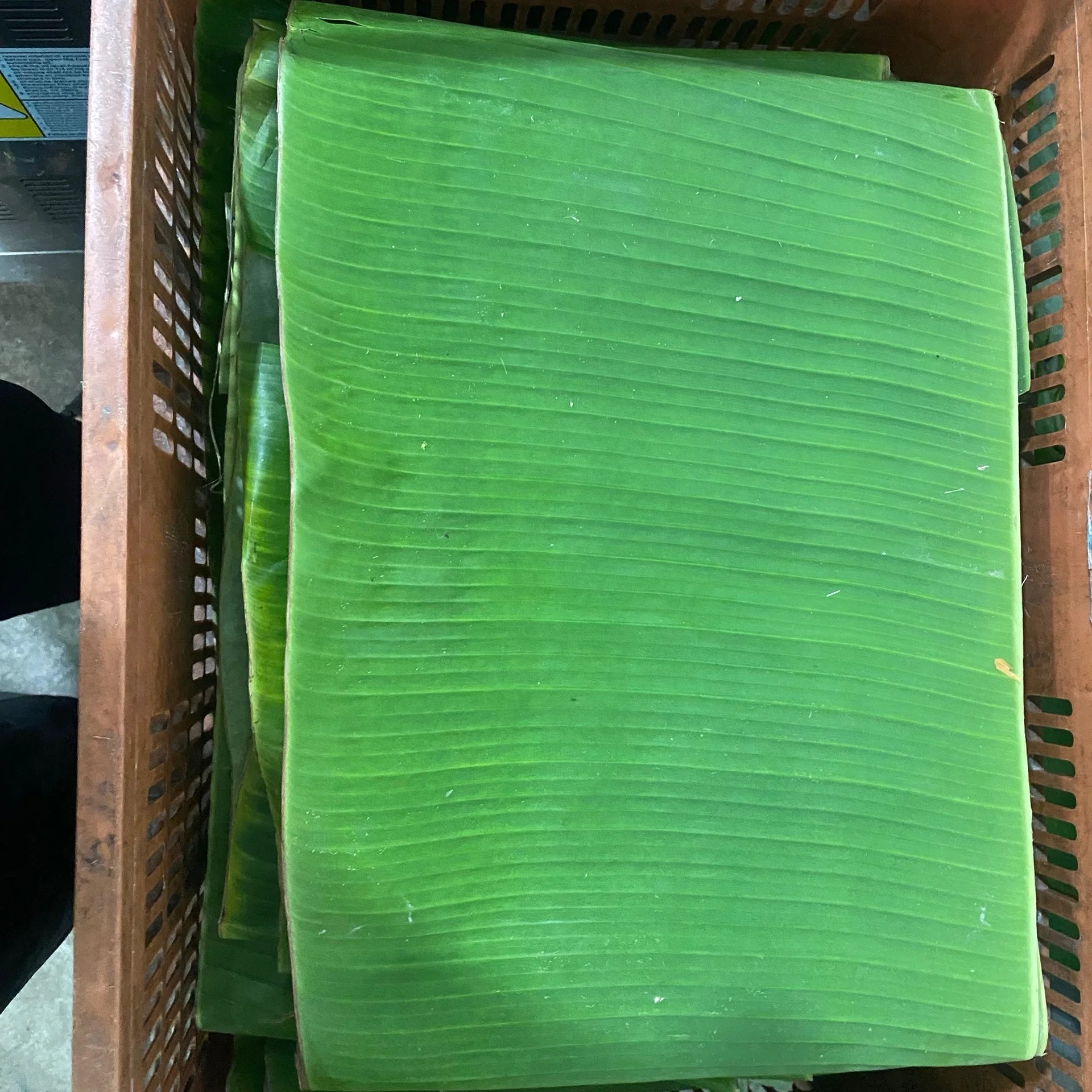 FROZEN BANANA LEAF VIETNAM HIGH QUALITY AND CHEAP PRICE OEM