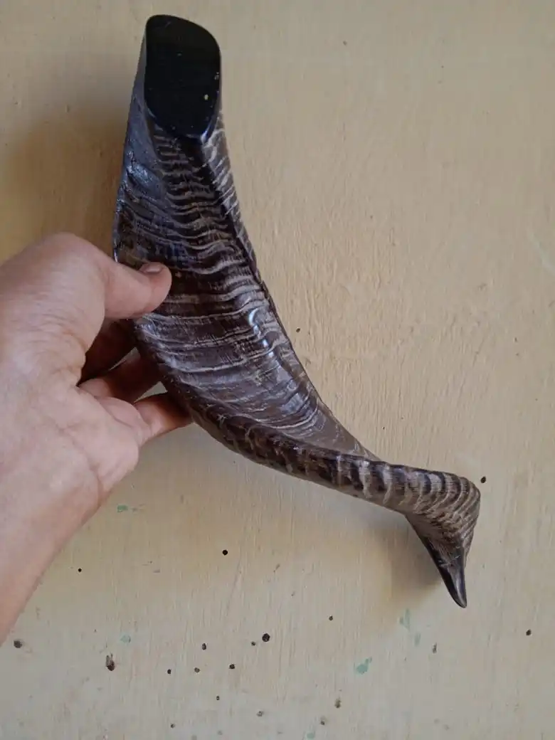 Изготовленный На Заказ очень красивый натуральный Рог shofars идеально подходит для использования в традиционных и родных церемониях подходящих перепродажи.