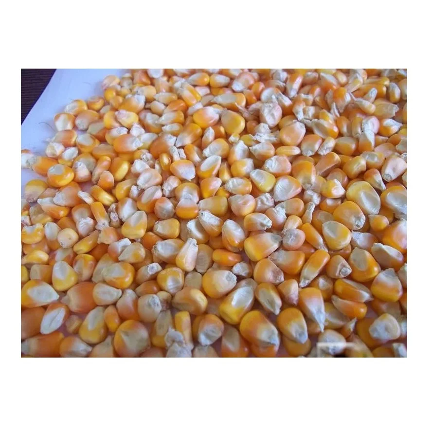 Dried yellow sweet yellow corn, Yellow Maize for sale.