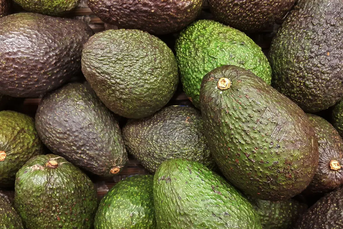 Лучшее качество оптовая продажа свежие продукты овощей покупатель авокадо свежий съедобный из фермы