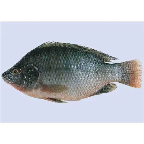 tilapia-whole-500x500.jpg