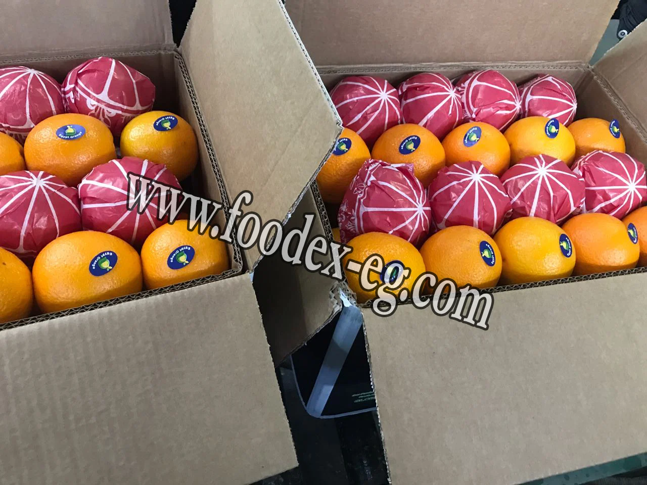 Egyptian navel Orange to India