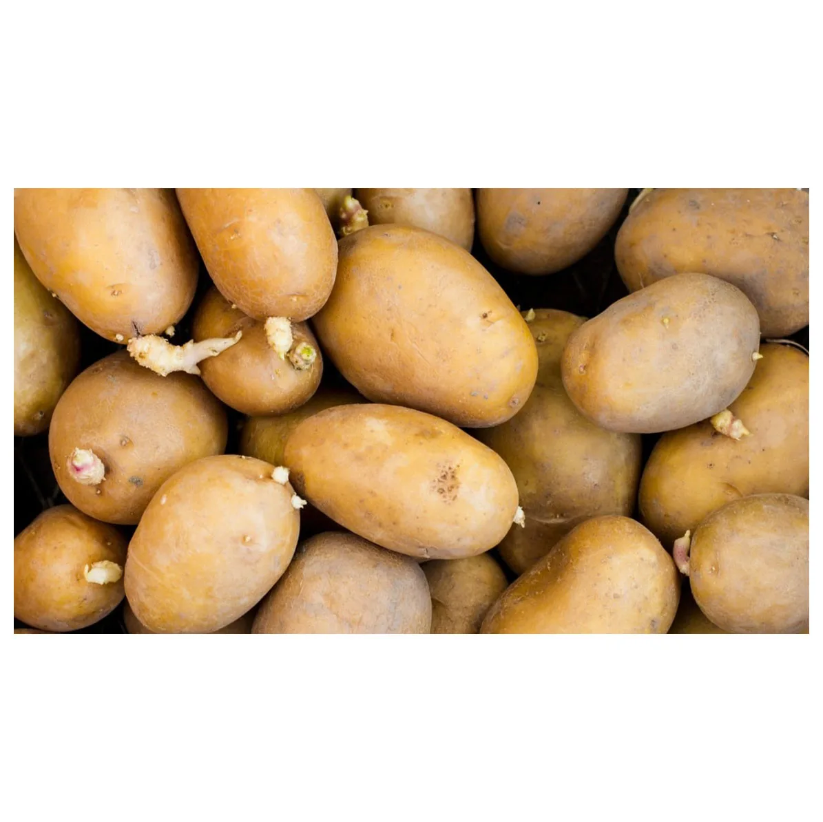potatoes supplier fresh potatoes style organic weight origin type shape size product  quality New Harvest  Exporters ready