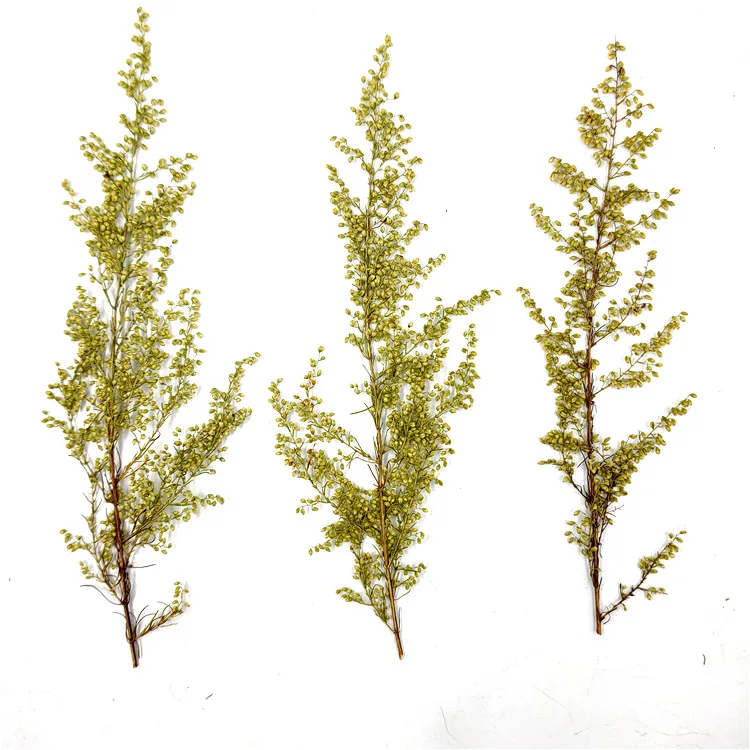 Artemisia Annua Arteannuin Pressed Leaf Embossed Flower Plant Badge Real Tree True Stickers