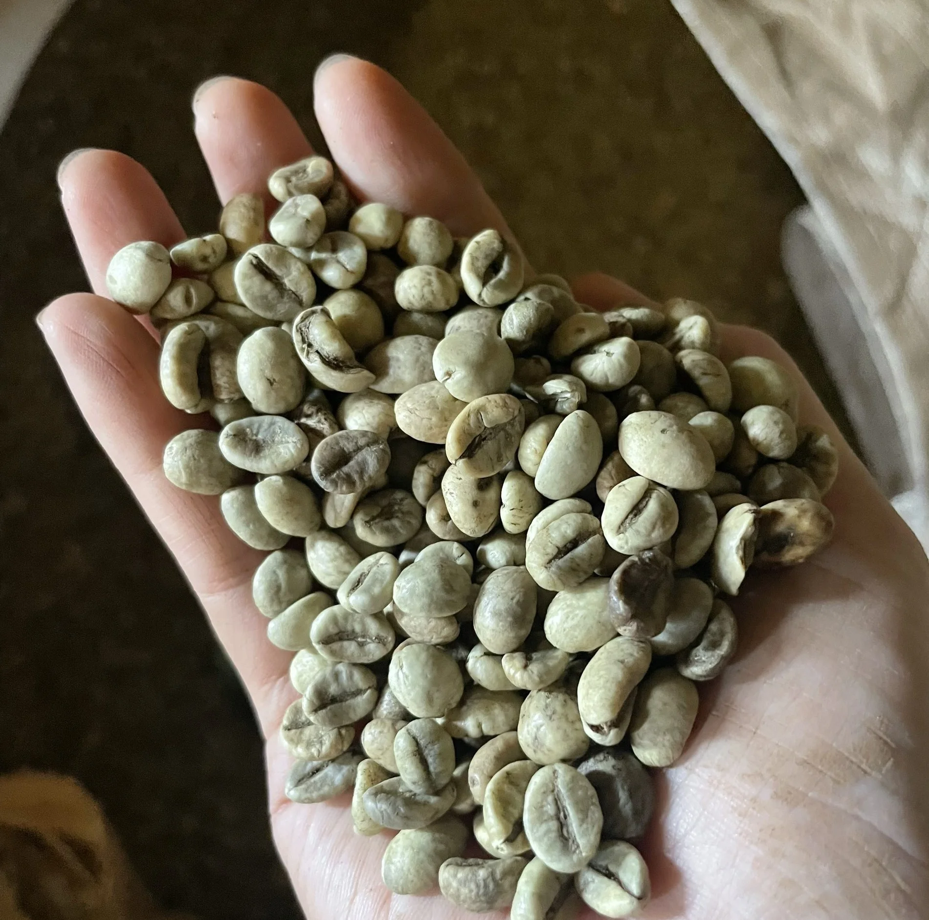 [Free sample] top quality green beans coffee Robusta/Arabica Green Coffee Beans from Reliable Vietnam Supplier +84363565928