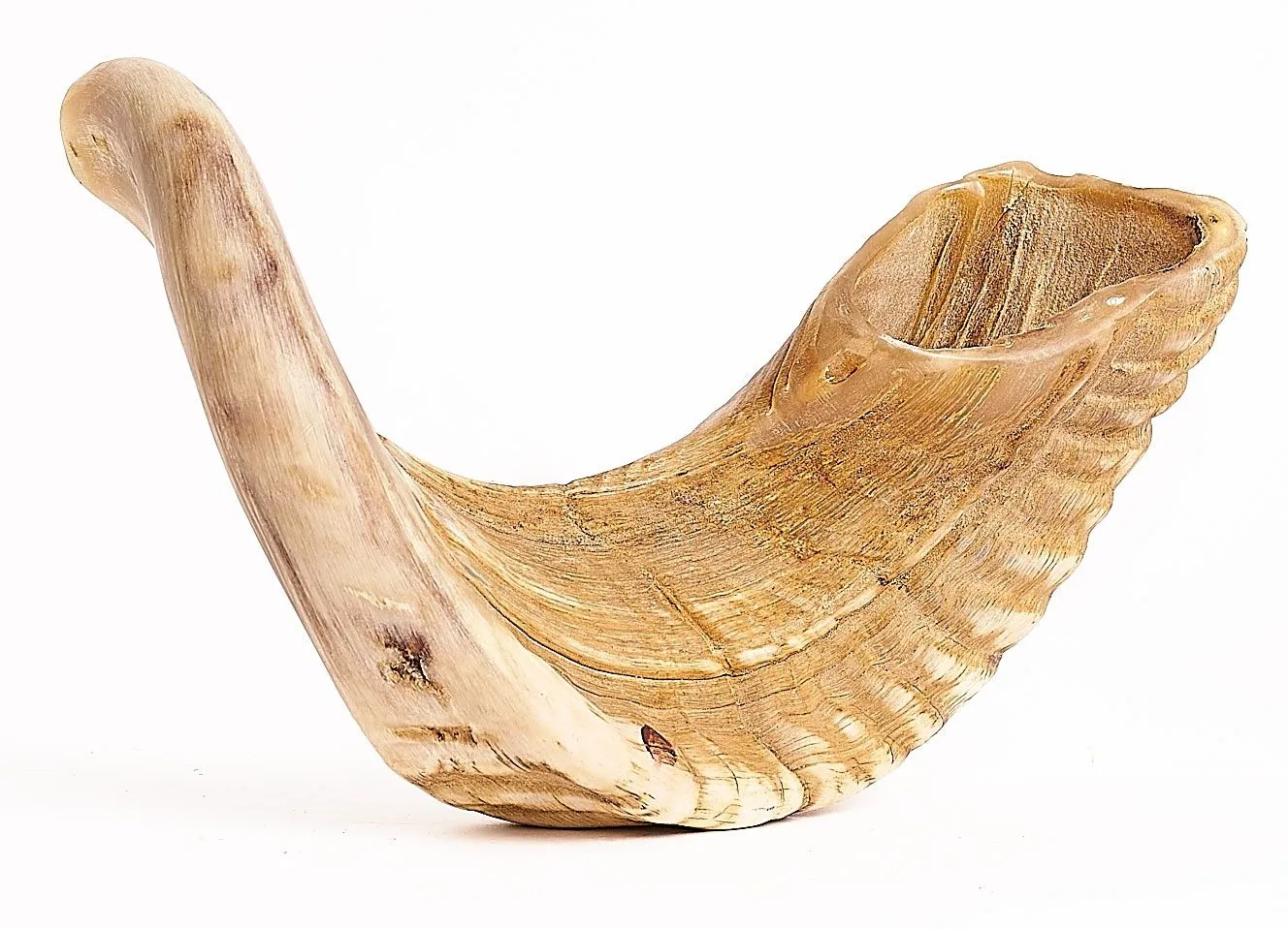 100% Natural Ram Sheep Shofar Horn  Medium Size Odorless, Half Polished  Perfect Jewish Gift for Men & Women  Musical Instrument