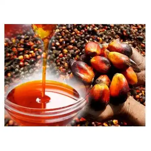 RBD PALM OIL