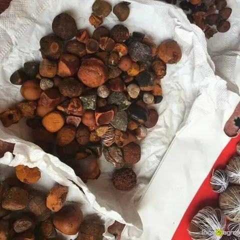 Сушеные камни в желчном пузыре коровы и крупного рогатого скота порошковой форме экстракт из говядины лошади с мочевым пузырем