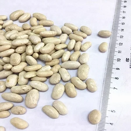 All Season Eatable Big Sized Black Eye Beans As Kidney in Fresh Quality New Price