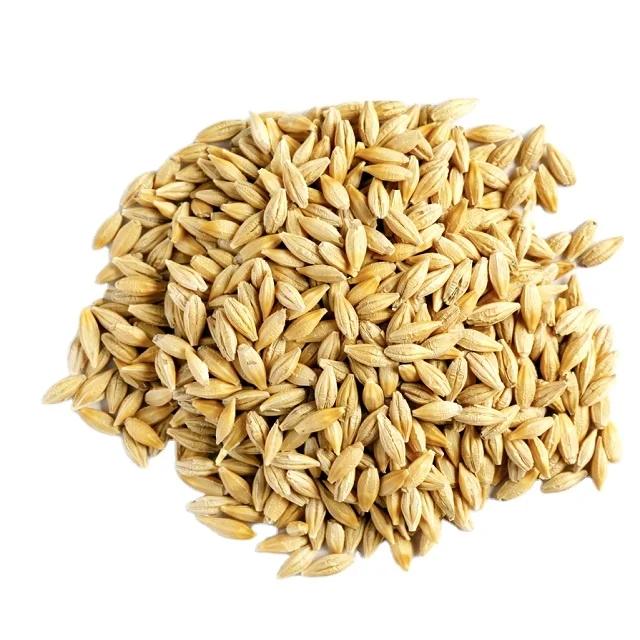 Premium High Quality Animal Feed Barley in bulk Wholesale Good Quality At Factory Price Barley  Animal Feed Barl (11000004749025)