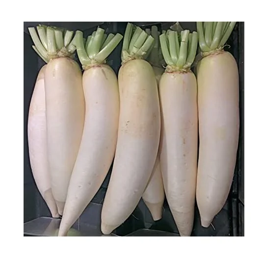 Top Quality Fresh Vegetables Radish For Sale At Best Price