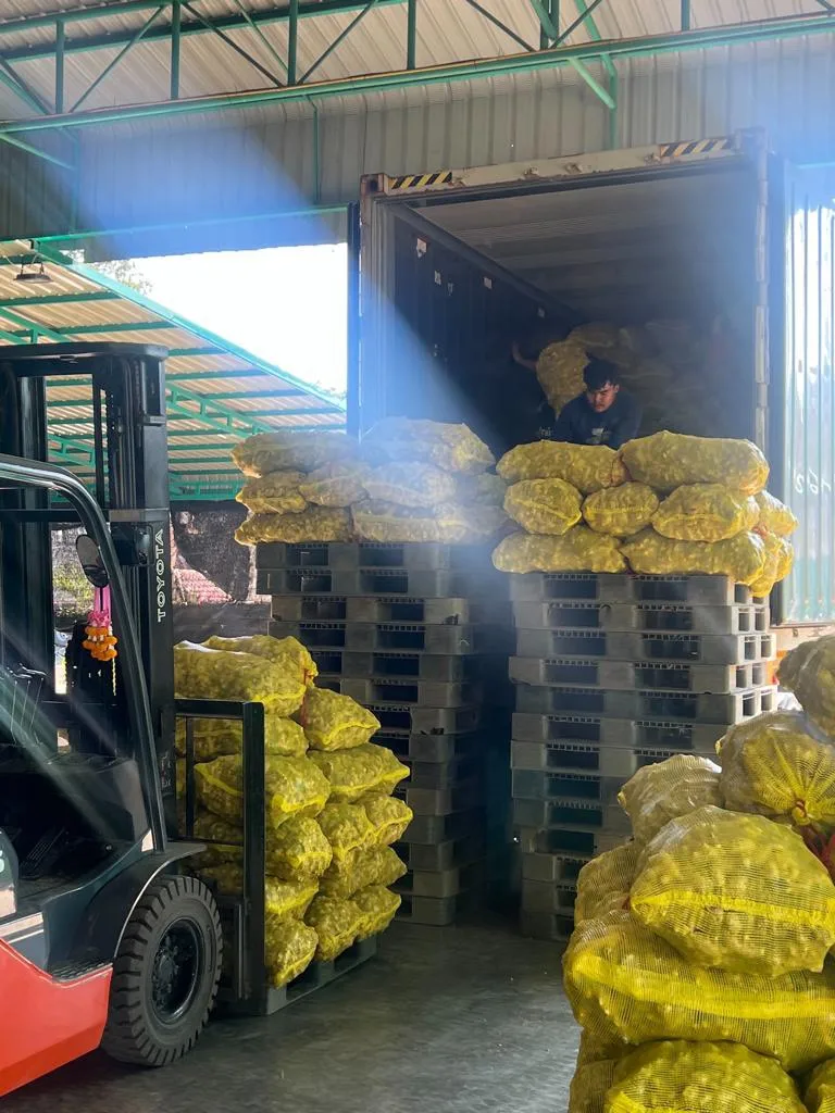 High Quality Competitive Price Fresh Elephant Ginger From Vietnam 2023 Fresh Ginger Export