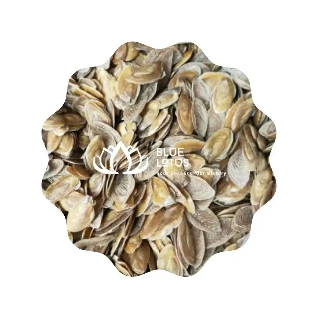 Seashell Product Nail Shell Murex Operculum Good Material for Extract Perfume Blue Lotus Farm Viet Nam