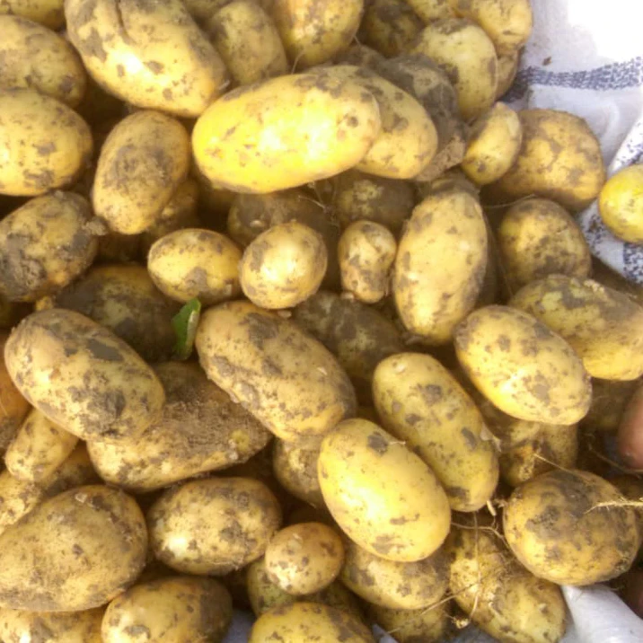 Direct for village farm export quality for Pakistan chips fresh Mozika potatoes low MOQ cheapest price Mozika potatoes for sale