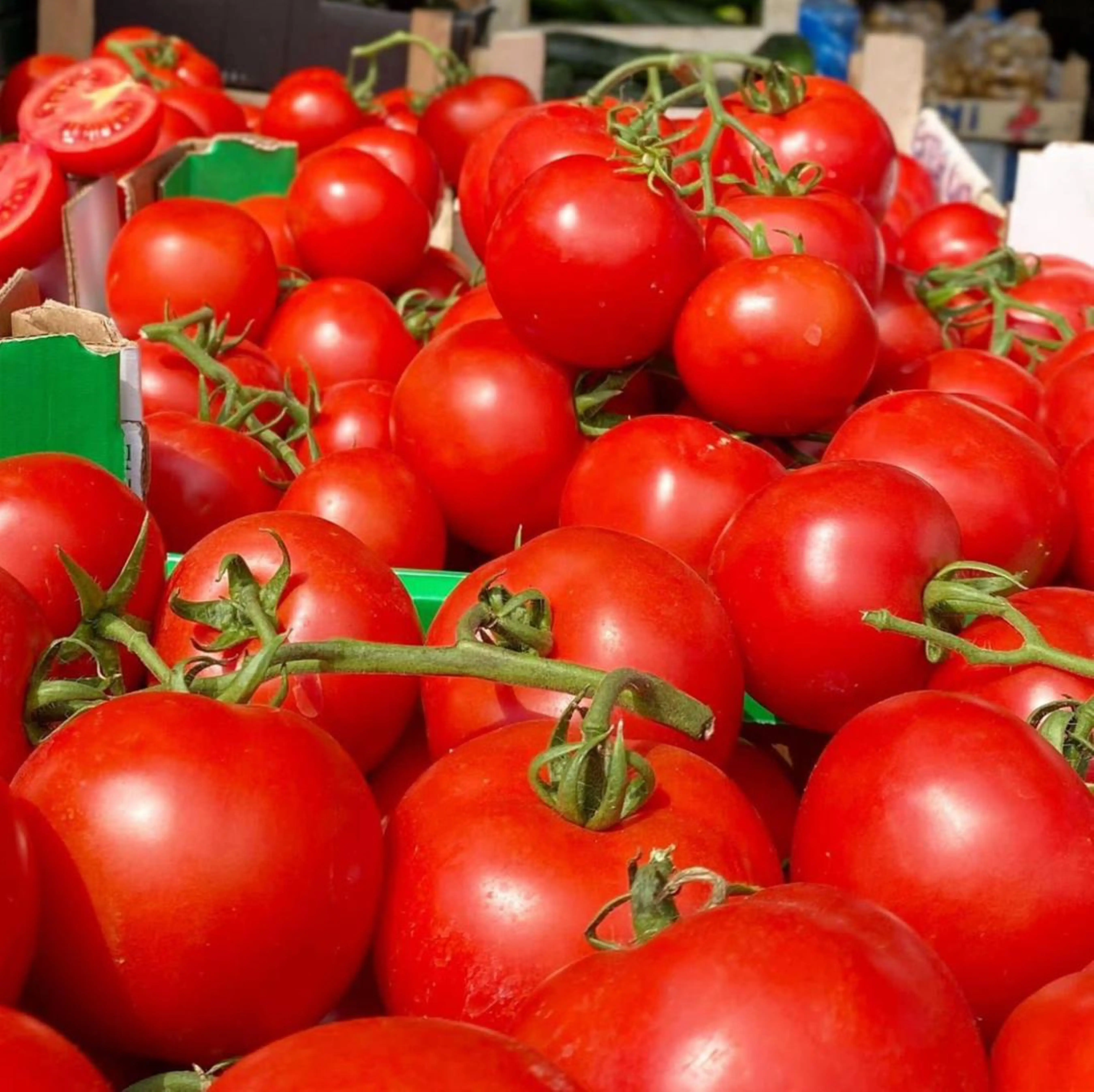 FRESH RED TOMATO AVAILABLE IN BULK