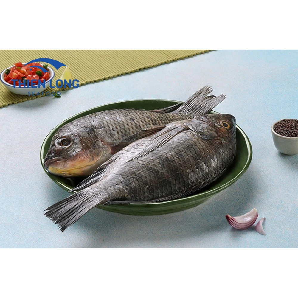 Wholesale Low price Hot Sale Whole Round Live Black Fresh Tilapia Fish From Vietnam