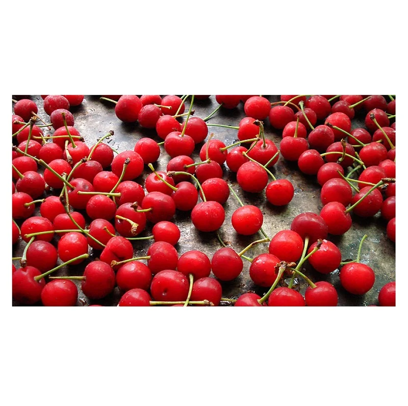 Hot Selling Price Of Fresh Fruit Cherries In Bulk Quantity