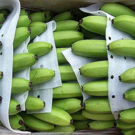 Fresh green cavendish banana high quality best popular fruit of Vietnam