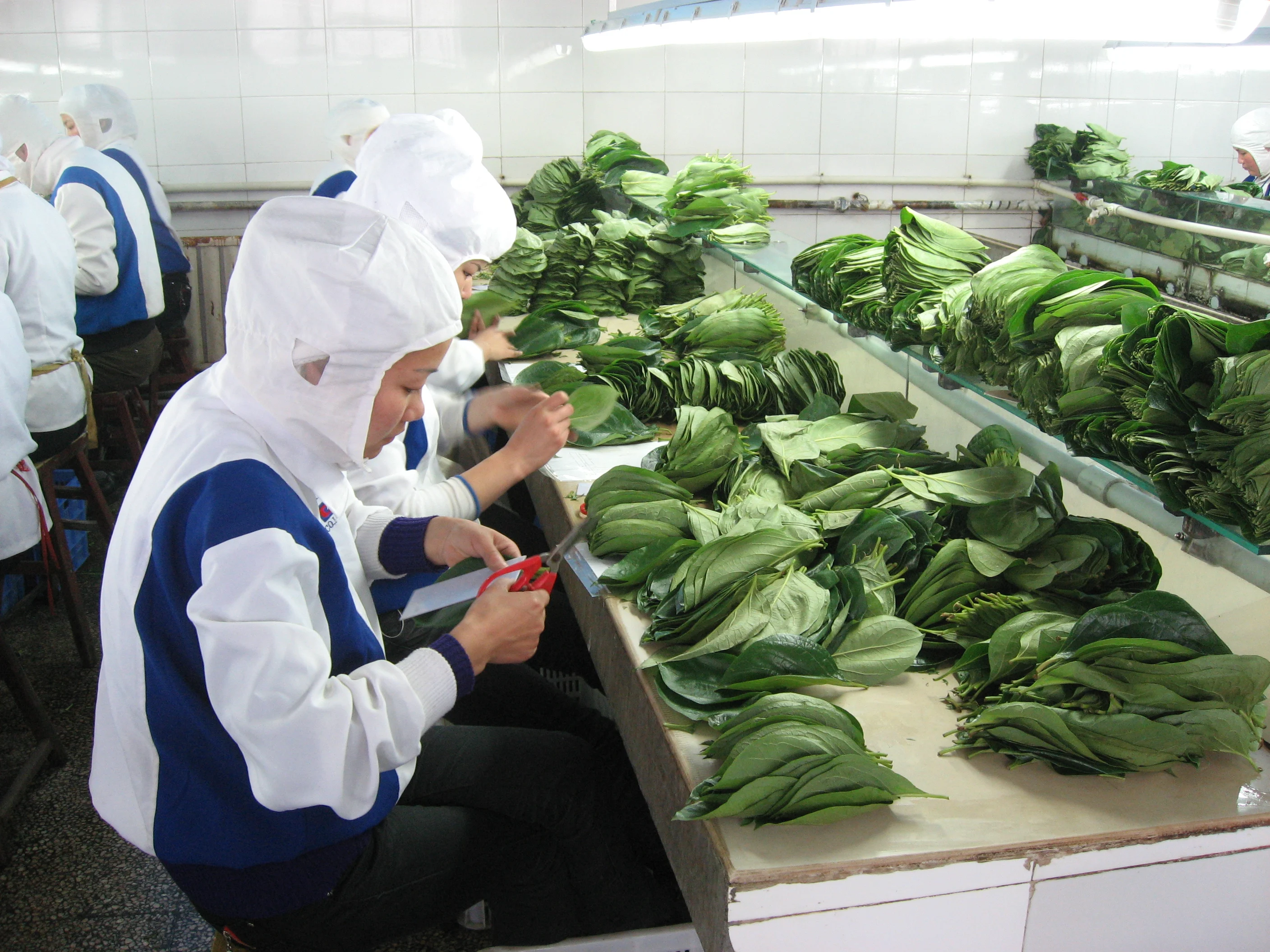 Japan wholesale essence style sakura powder latte extract liquid