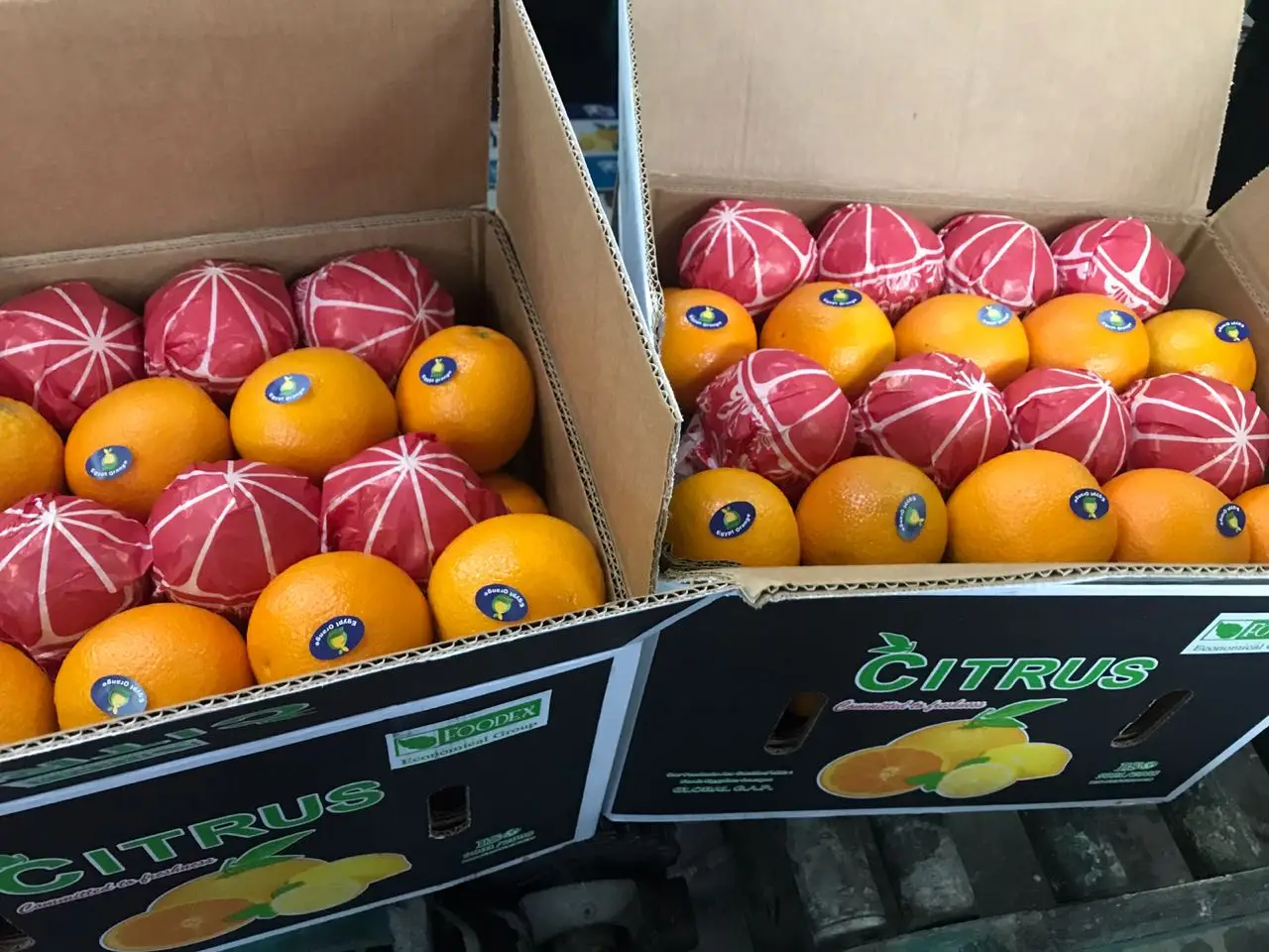 valencia egyptian orange