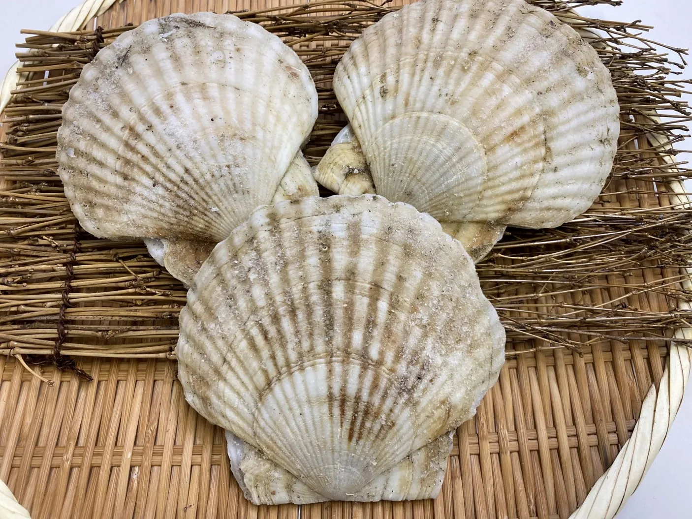 Japanese Large Shell Meat Price Seafood Supplier Dry Frozen Scallop