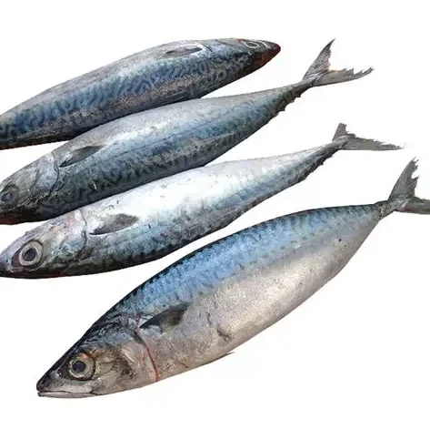 New Landing Frozen Fish Pacific Mackerel Seafood High Quality Land Fresh for sale
