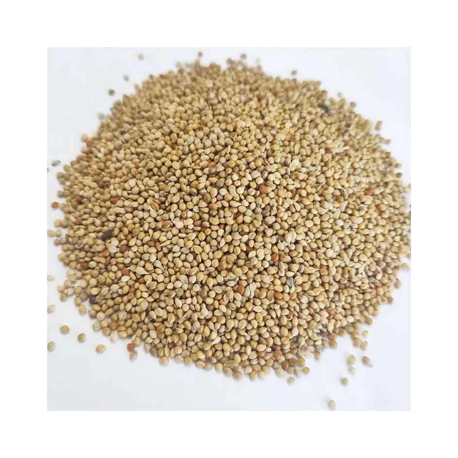 Best quality green millet animal feeds exporter from Egypt