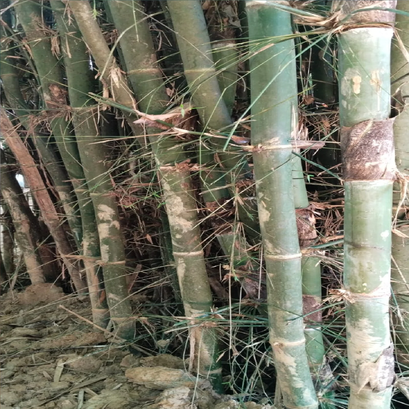 Thick Fresh Cut Raw Natural Bamboo Poles for Construction Fence Garden at Wholesale and Cheap Factory Prices From Indian Vendors