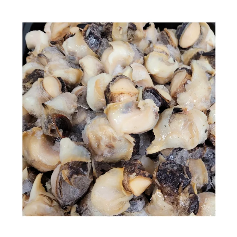 Frozen Conch Meat Seafood Wholesale
