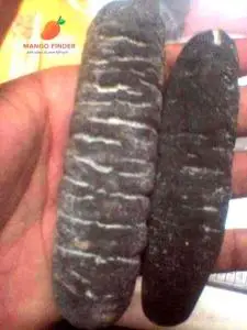 Sea Cucumber Pattallus Mollis From Peru