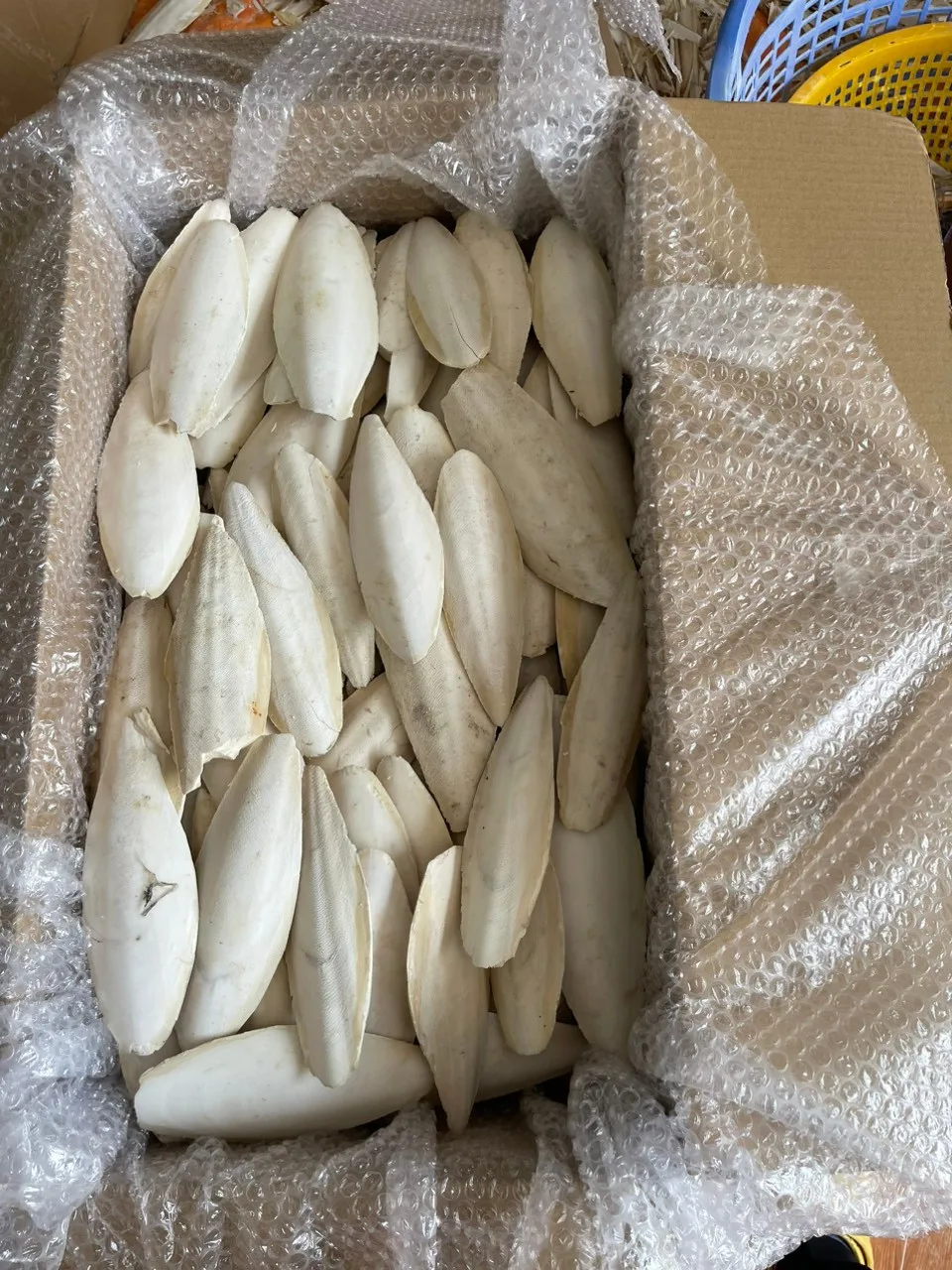 hot deal squid bone cuttlefish bone premium export cuttlefish bone