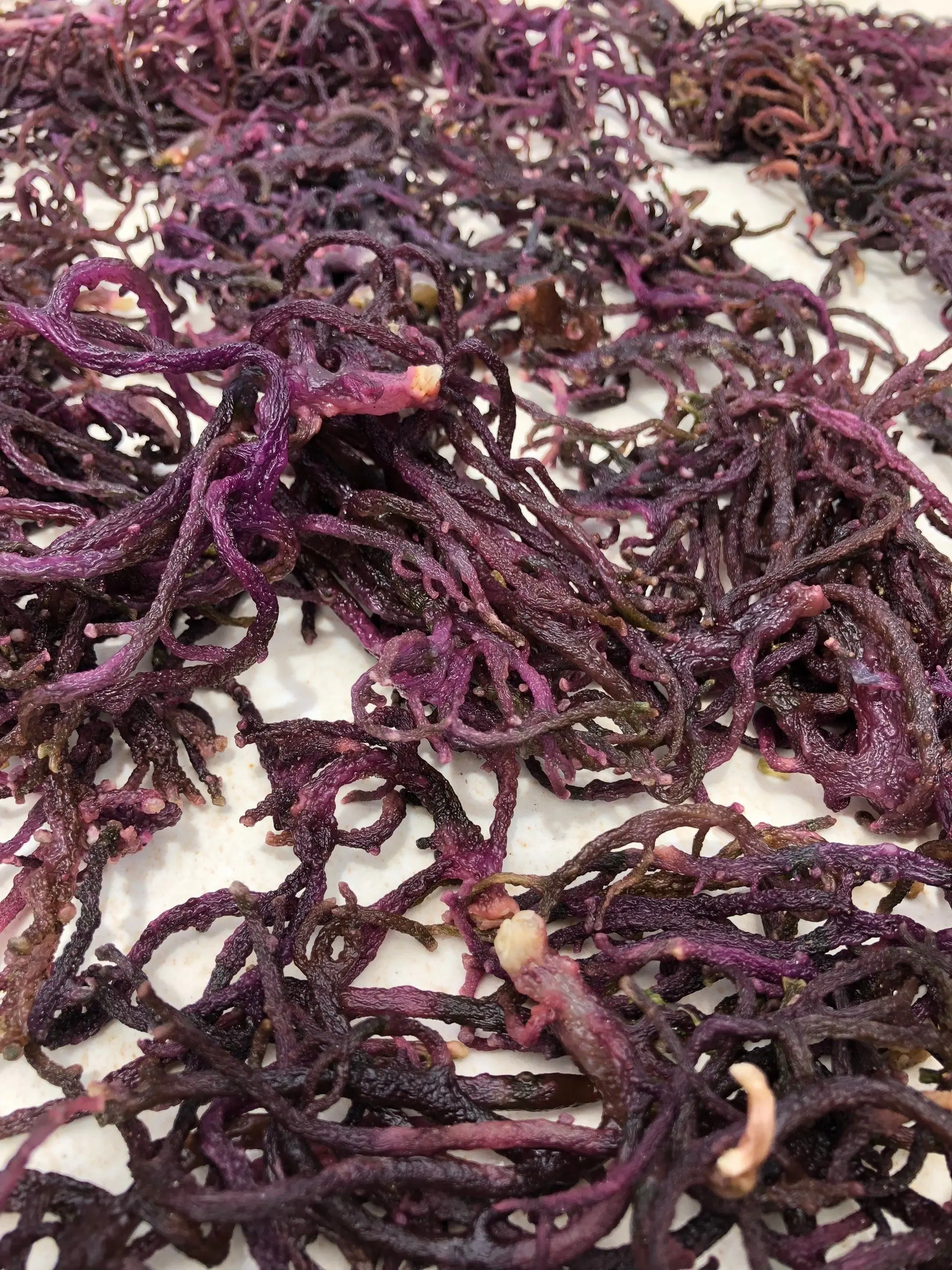 Natural Yellow Seaweed / Dried Cottonii Seaweed / Dried Sea Moss Wholesale For Producing Carrageenan