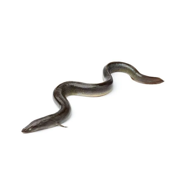 Лидер продаж оптовая продажа по низкой цене лучшее качество экспорт свежих живых рыб угрей конгер для продажи из бангладеш