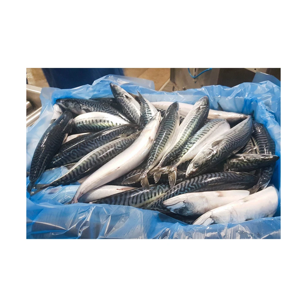 Low price supply Frozen Sardine Fish Frozen Whole Sardine Healthy Sea Food Dried Whole Round Frozen Pacific Mackerel Fish