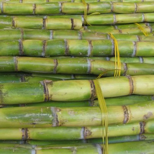 Top-tier Quality Frozen Sugarcane Tropical Sugarcane Juice Concentrate Made in VietNam Cheap price Nutrient-Rich Beverage