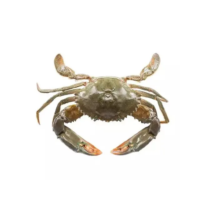 Wholesale Whole Frozen King Crabs Fresh